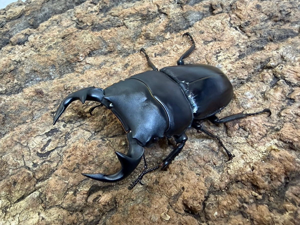 グランディスオオクワガタ