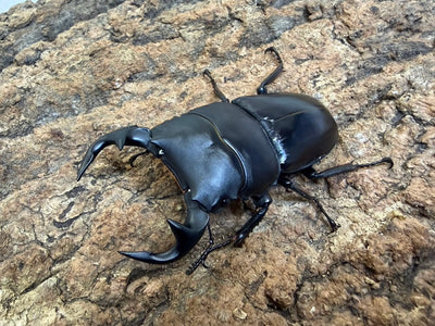 グランディスオオクワガタ