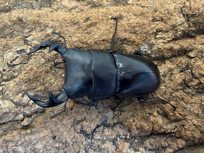 グランディスオオクワガタ