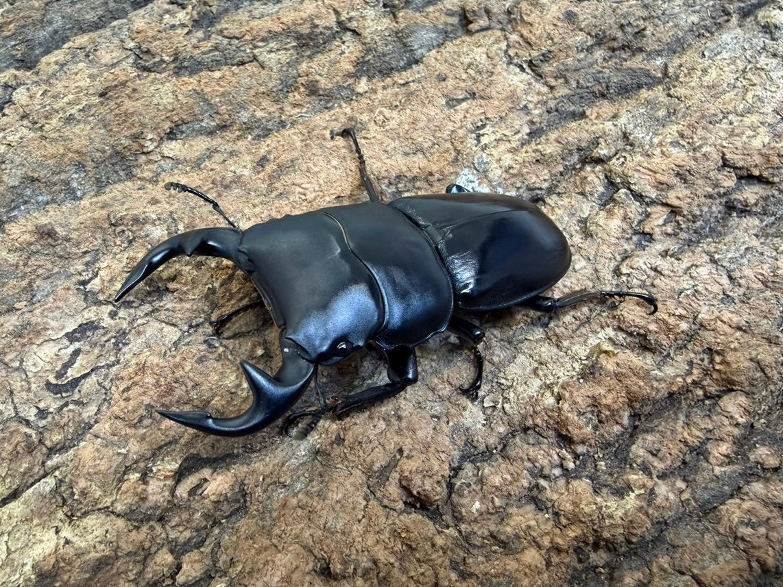 グランディスオオクワガタ