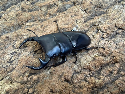 グランディスオオクワガタ