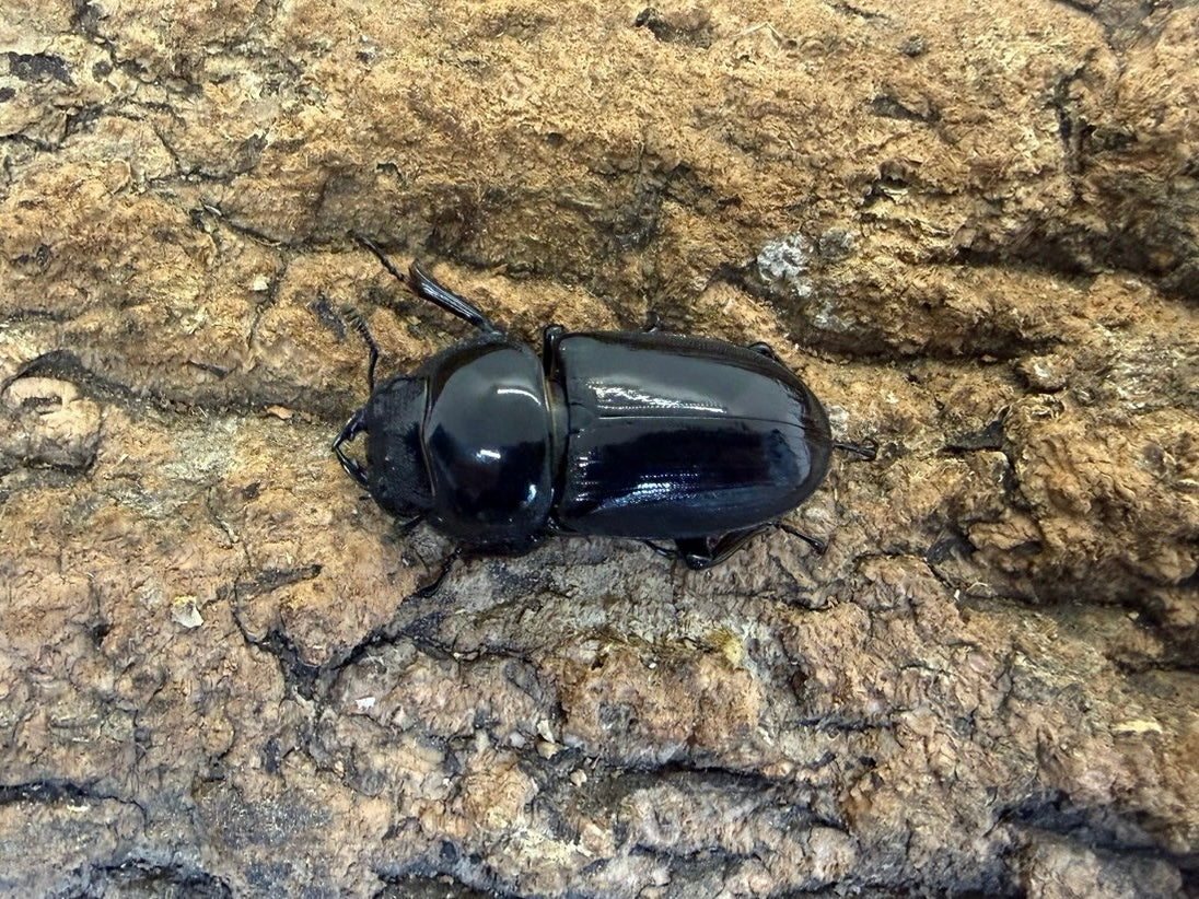 グランディスオオクワガタ – INSECT SHOP KMY