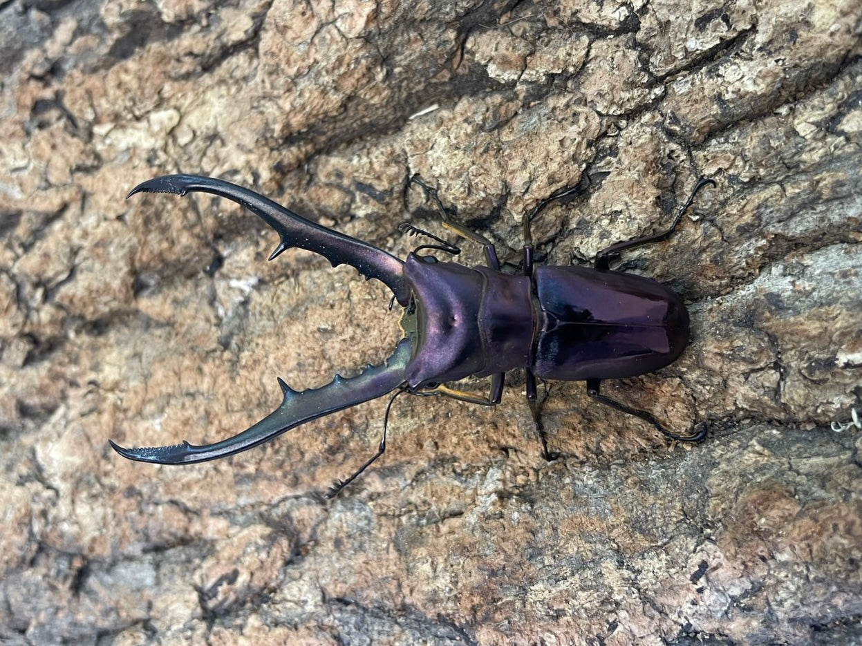 小物 KMY Collar｜首輪／サイズ：M］a-cube Hi-LINE SMOOTH | a-cube