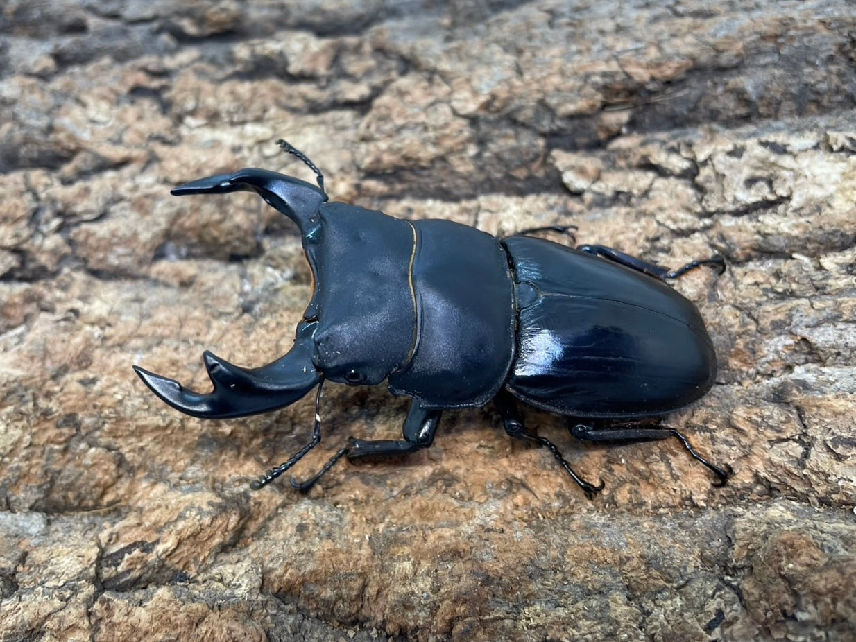 タイワンオオクワガタ