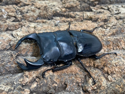 タイワンオオクワガタ