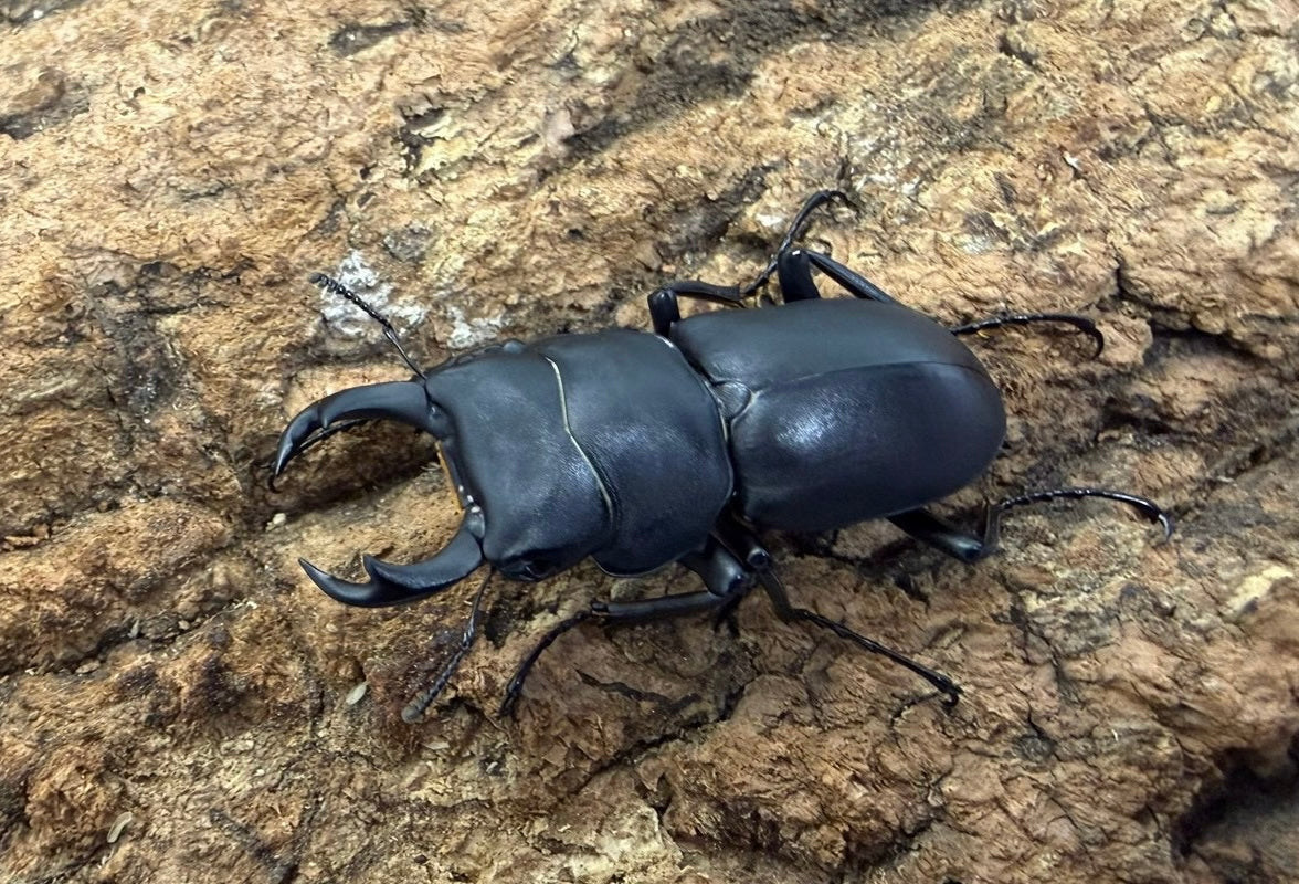 ヒメオオクワガタ ペア ♂43mm 青森県産　WD