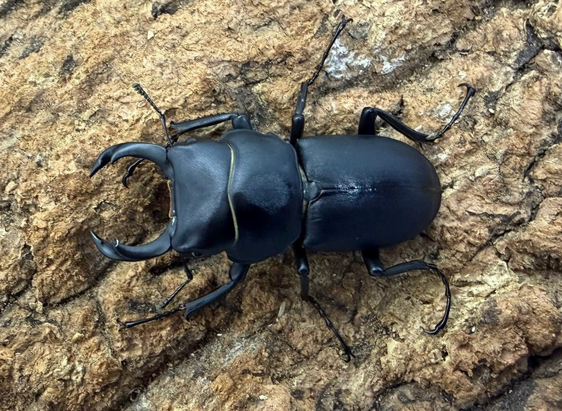 ヒメオオクワガタ ペア ♂48mm 青森県産　WD