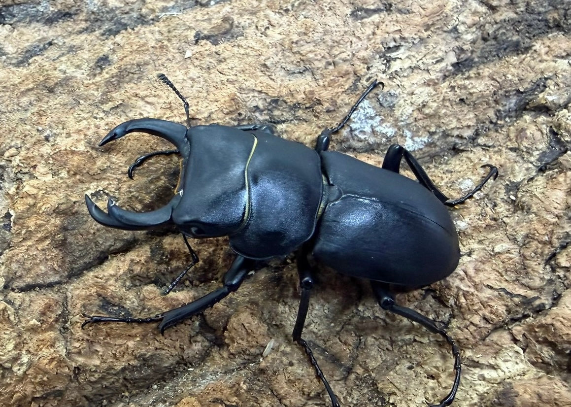 ヒメオオクワガタ ペア ♂48mm 青森県産　WD