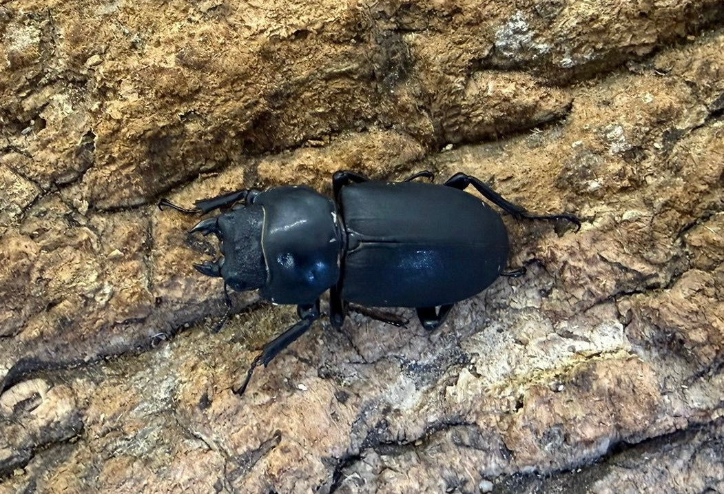 ヒメオオクワガタ ペア ♂48mm 青森県産　WD