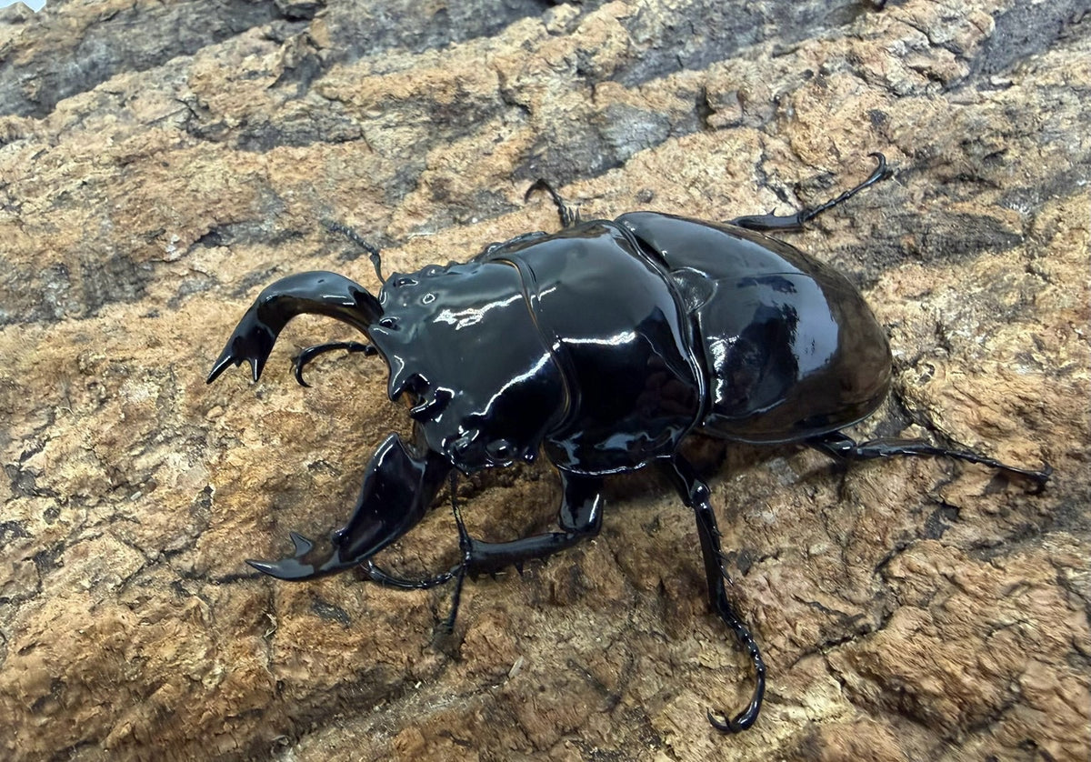タランドゥスオオツヤクワガタ　♂78mm　アフリカ・コンゴ産　CBF1