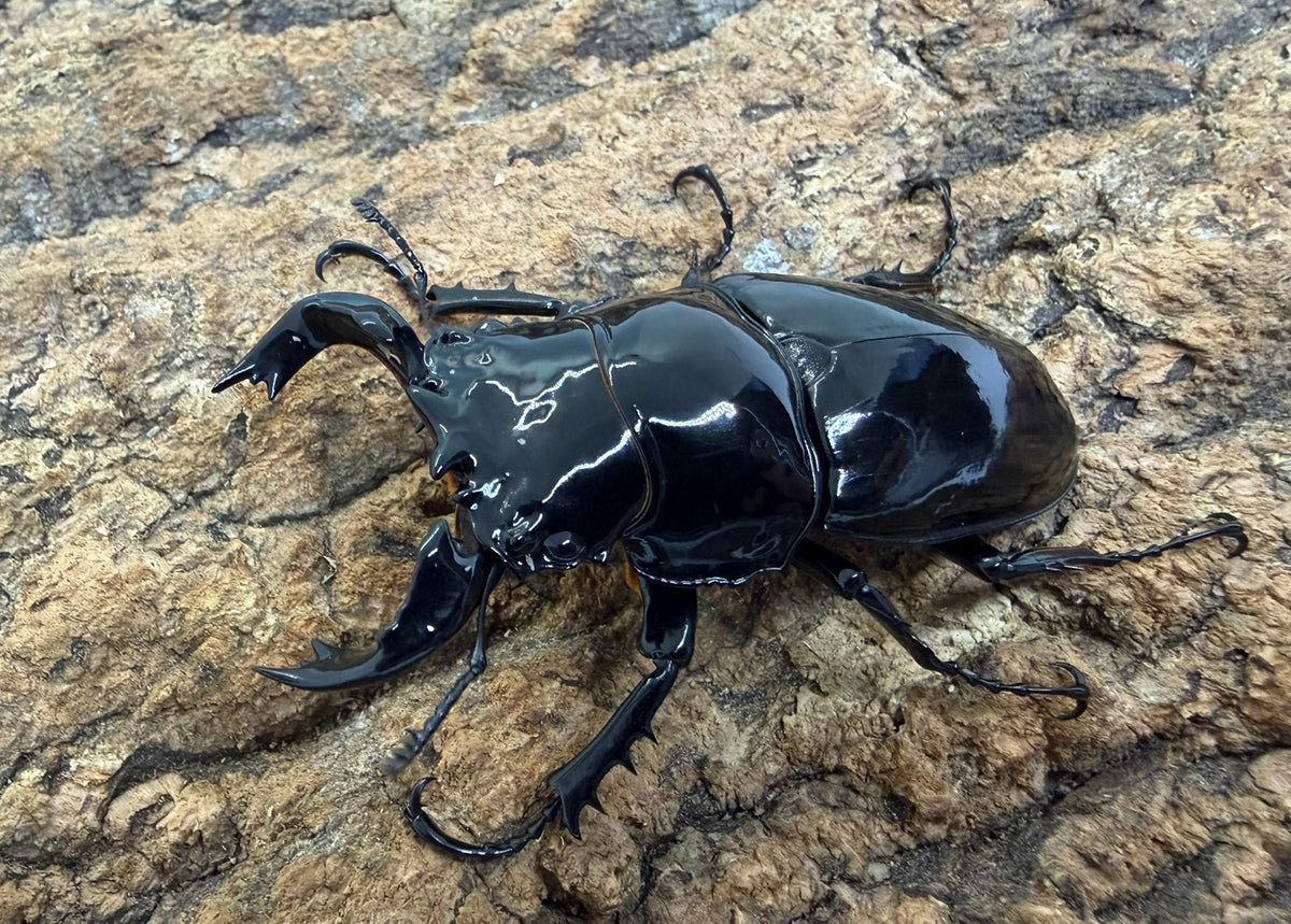 タランドゥスオオツヤクワガタ　♂73mm　アフリカ・コンゴ産　CBF1