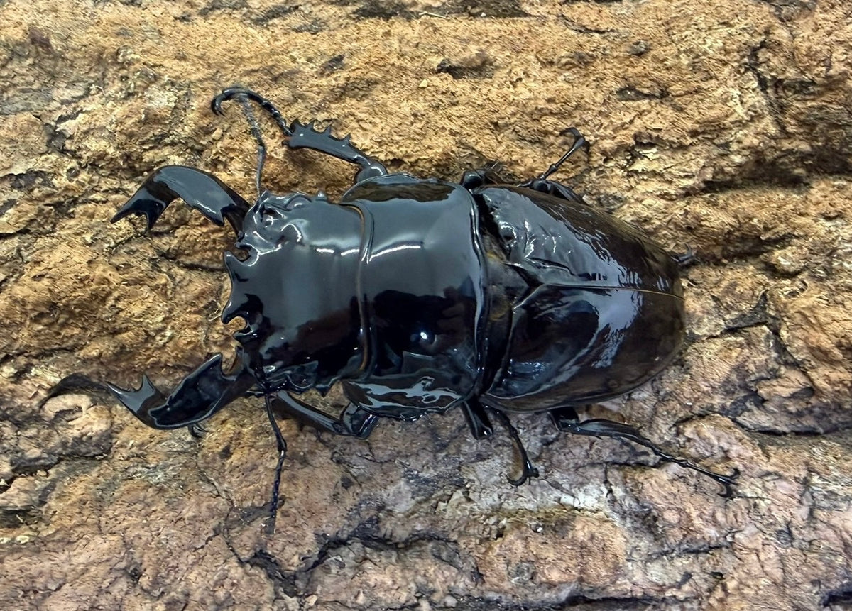 タランドゥスオオツヤクワガタ　♂78mm　アフリカ・コンゴ産　CBF1