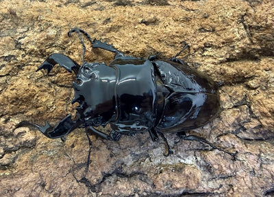 タランドゥスオオツヤクワガタ　♂78mm　アフリカ・コンゴ産　CBF1