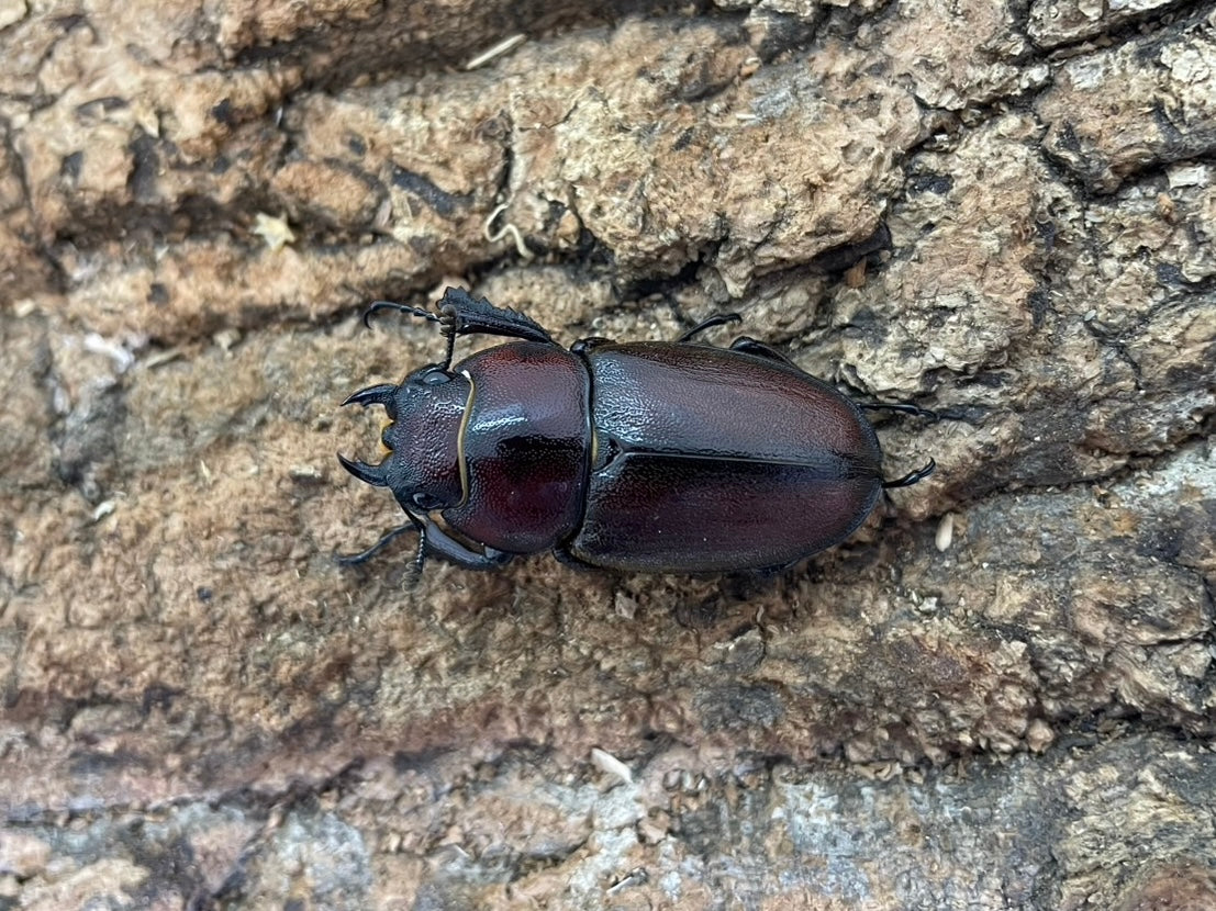 トカラノコギリクワガタ – INSECT SHOP KMY