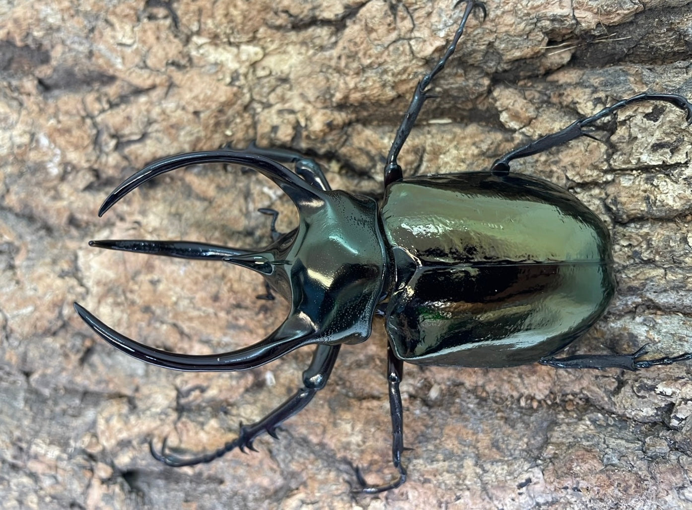 アトラスオオカブト