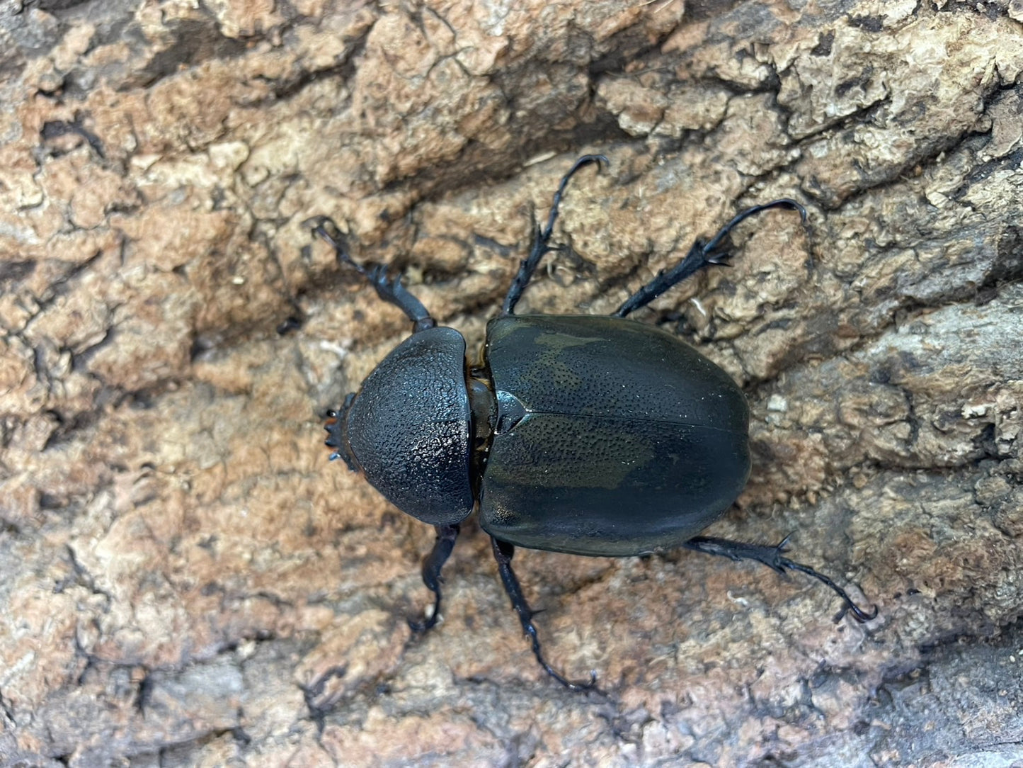 アトラスオオカブト