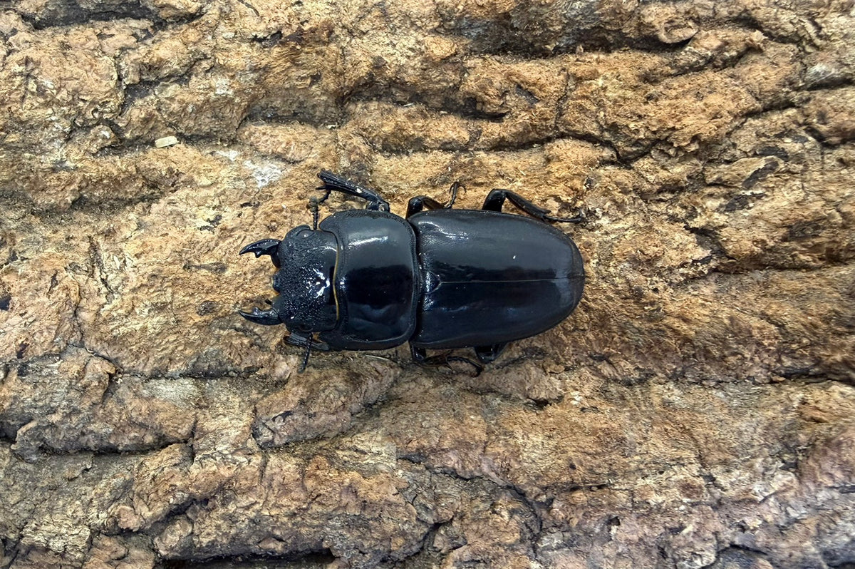 パラワンオオヒラタクワガタ ペア ♂102mm パラワン島Mt.ガントン産 CBF2