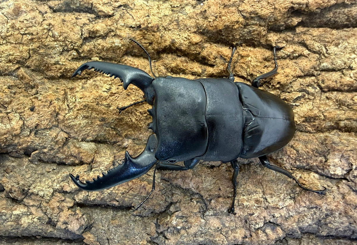 パラワンオオヒラタクワガタ ペア ♂105mm パラワン島Mt.ガントン産 CBF1