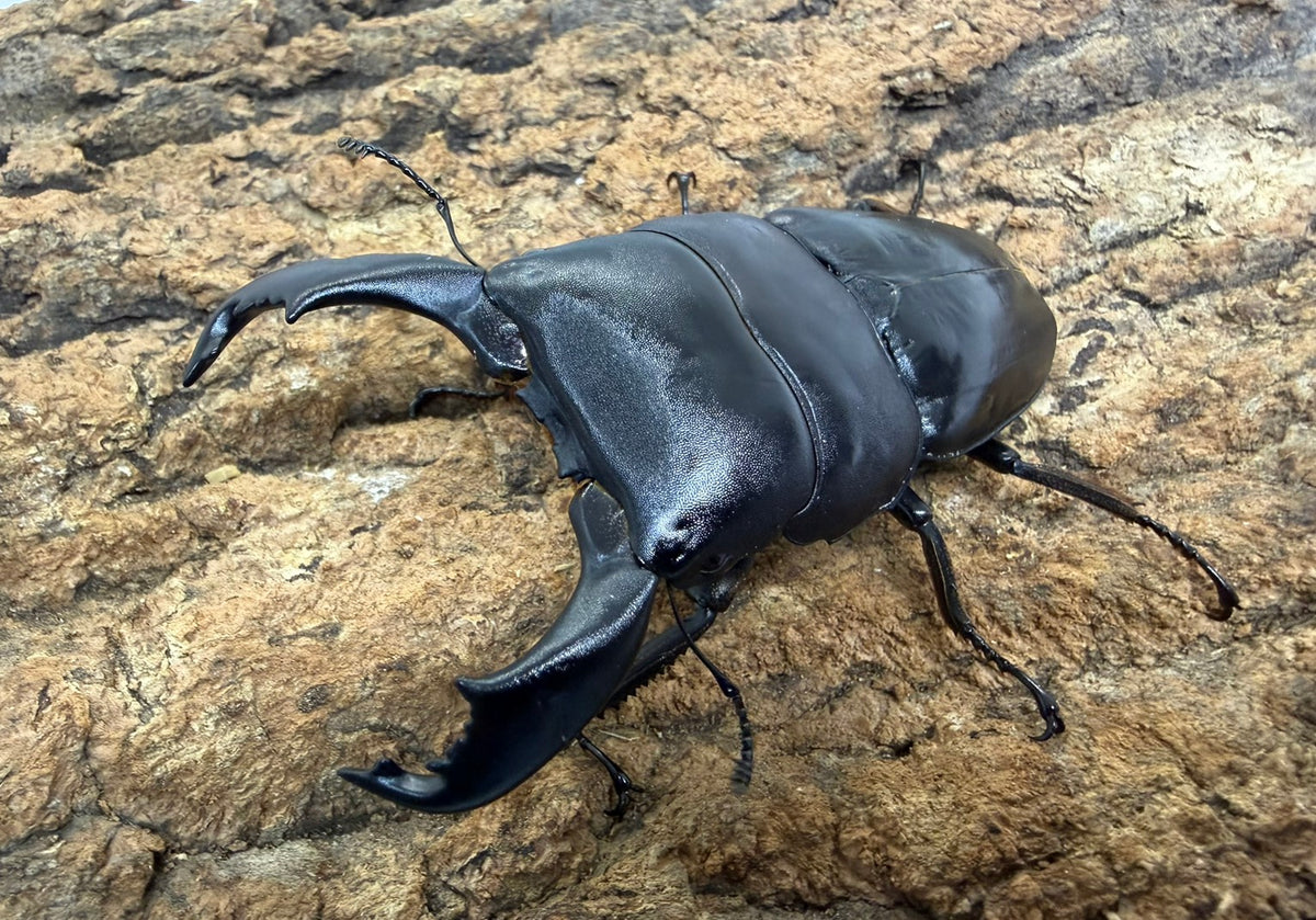 スマトラオオヒラタクワガタ ペア ♂90mm  スマトラ島 ベンクール産 CBF1