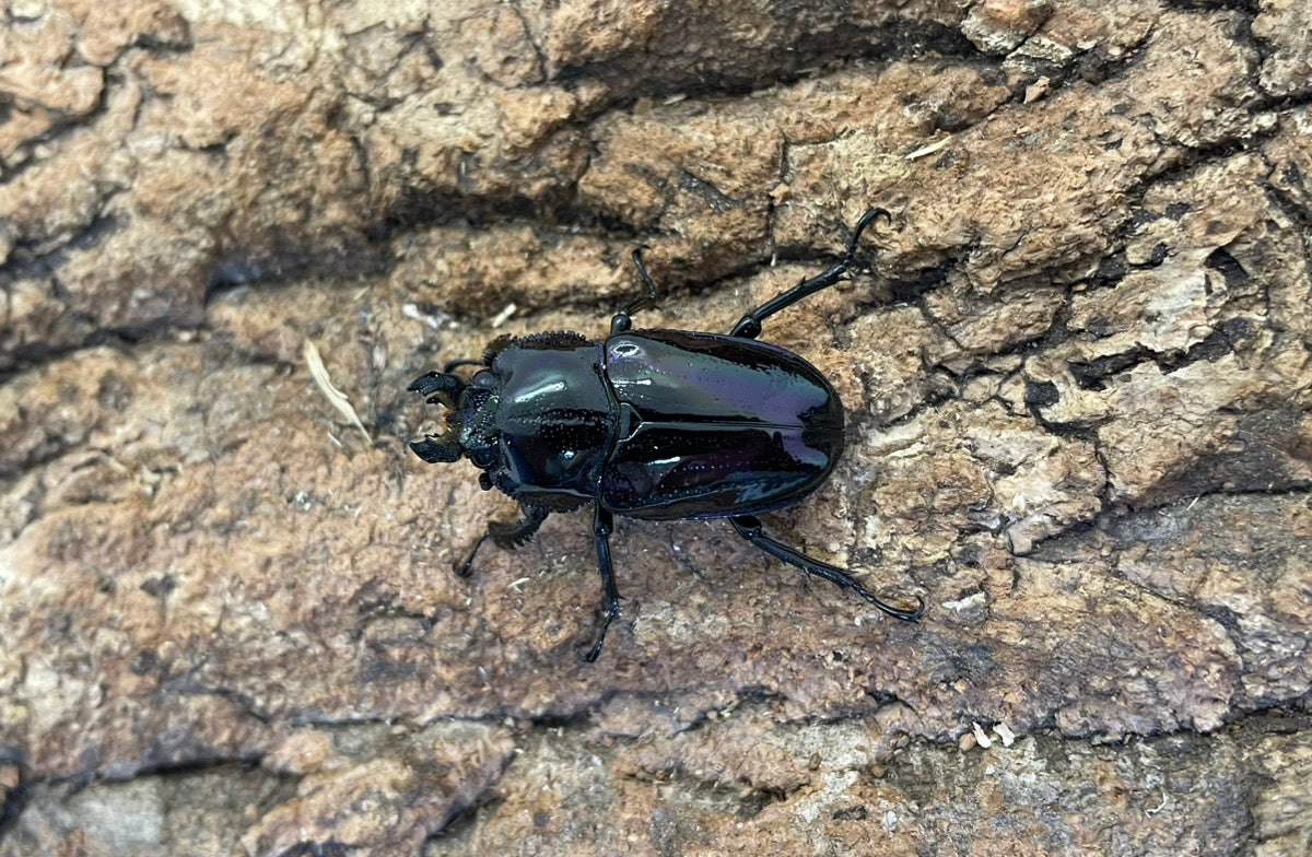 ニジイロクワガタ（紫紺）