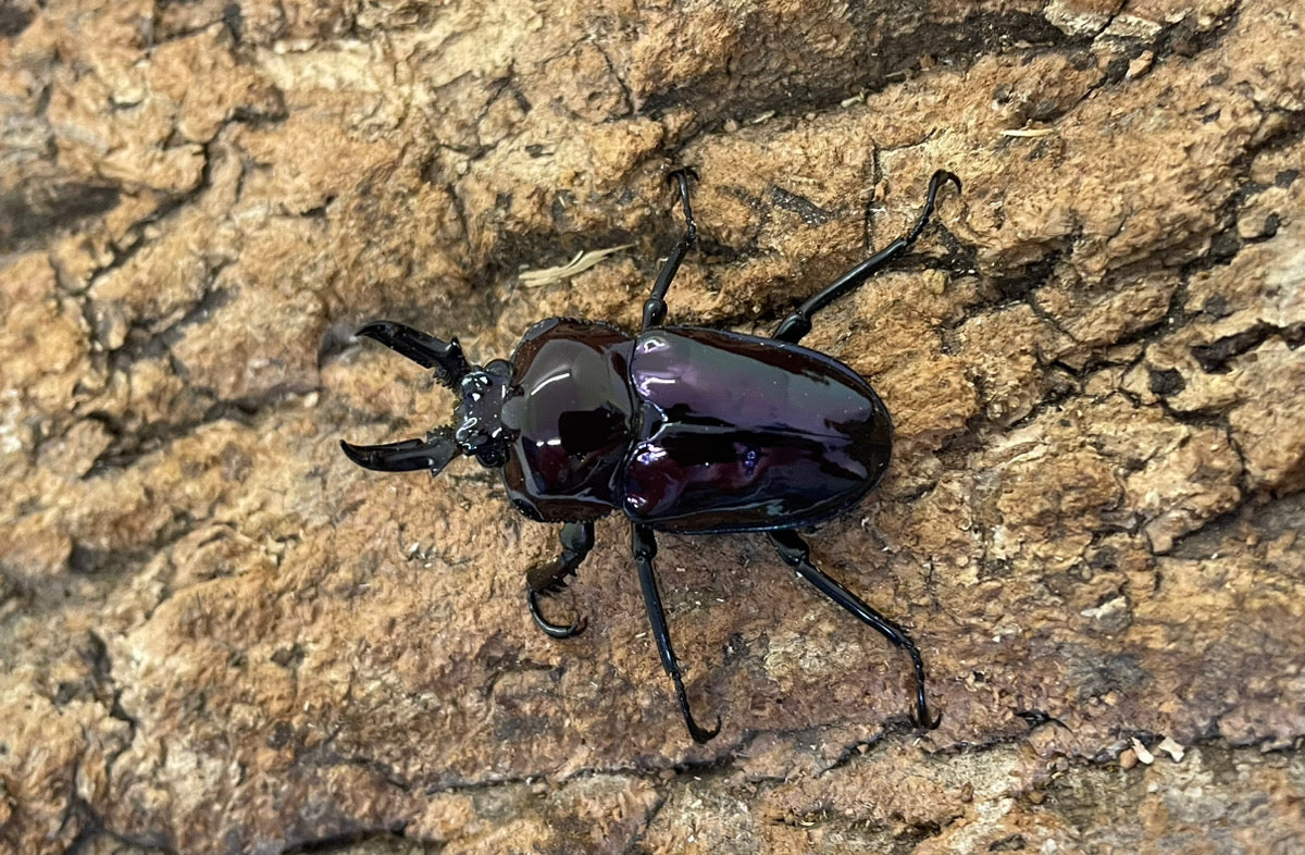 ニジイロクワガタ（紫紺）