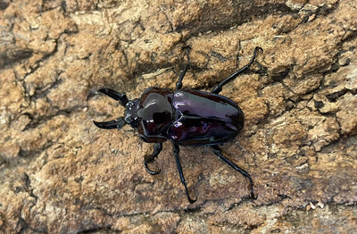 ニジイロクワガタ（紫紺）