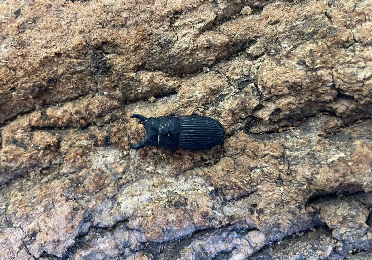 プラティオドンネブトクワガタ