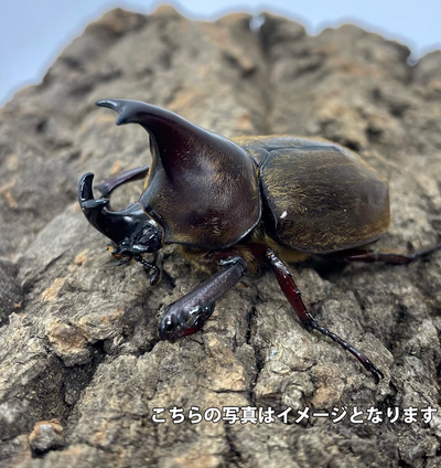 【幼虫】ケブカヒメカブト