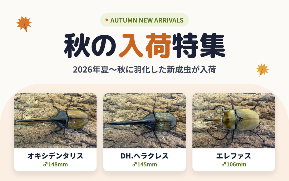 秋の入荷特集　2026年夏〜秋に羽化した新成虫が入荷（オキシデンタリス♂148mm、DH.ヘラクレス♂145mm、エレファス♂106mm）