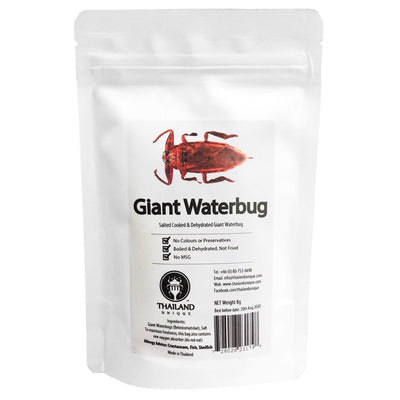 昆虫食　タガメ（Giant Waterbugs）