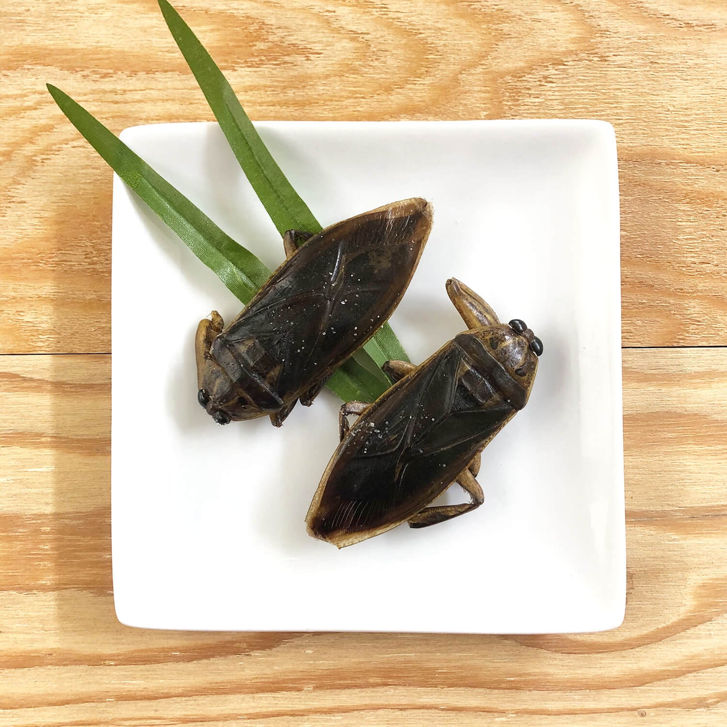 昆虫食　タガメ（Giant Waterbugs）