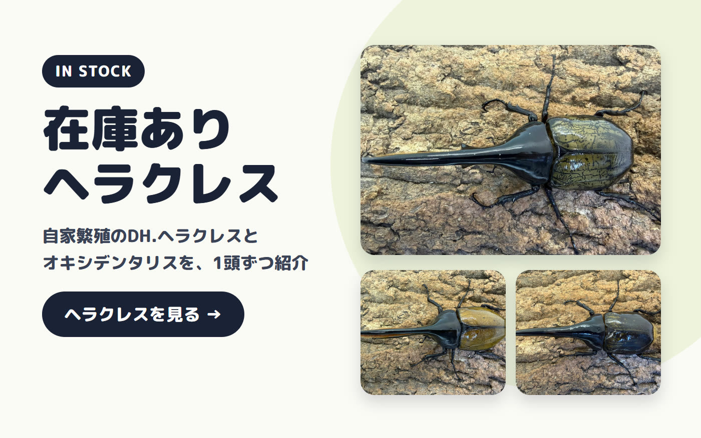 在庫ありのヘラクレス