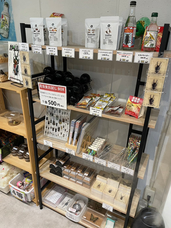 昆虫食と文房具