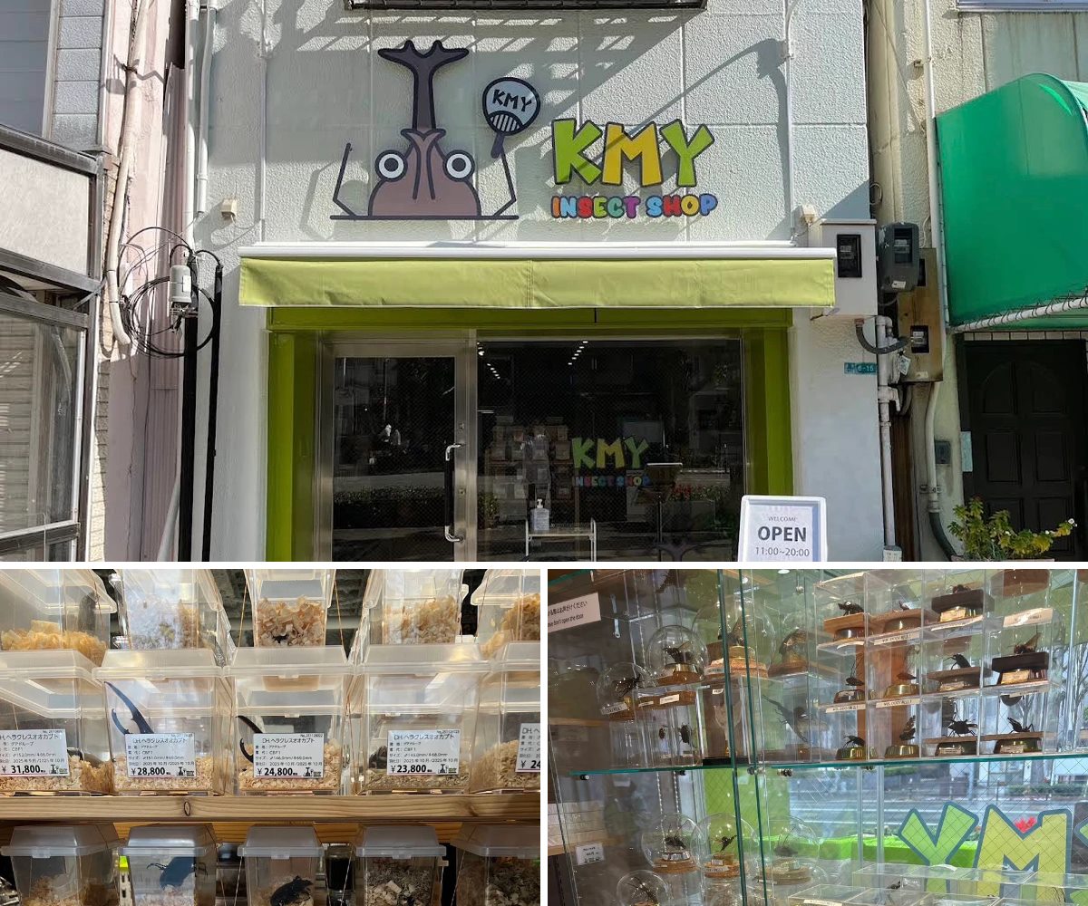 INSECT SHOP KMY 大阪店の外観と店内